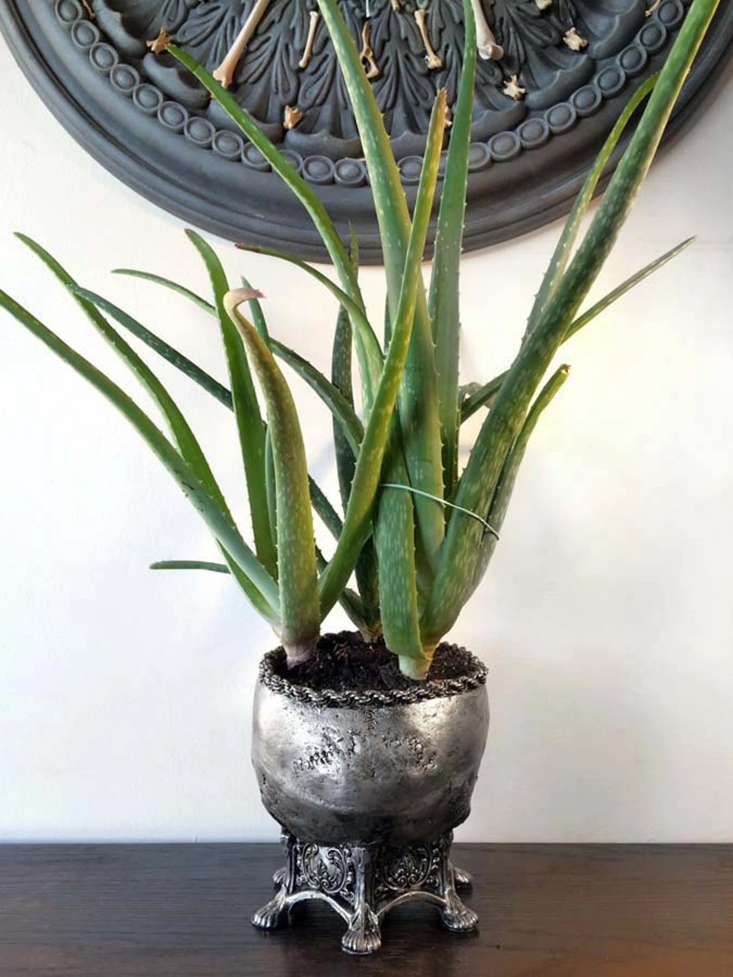 Human Skull Planter, Pewter Finish